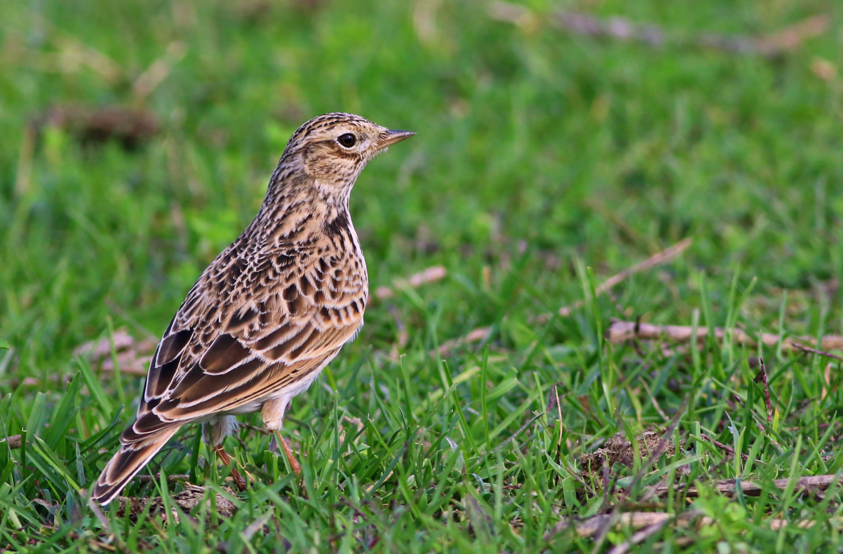 Eurasian Skylark